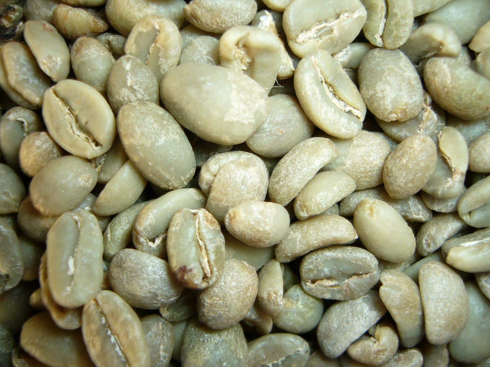 cafe vert harar cafe d ethiopie origine certifiee terra kahwa 5kg terra kahwa
