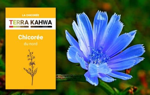 Chicorée du Nord 100% naturelle (250g)