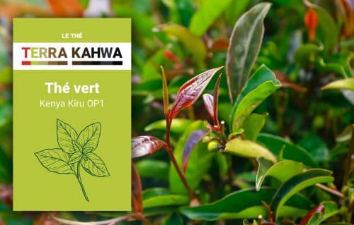 Thé vert du Kenya Kiru OP1 (200g)