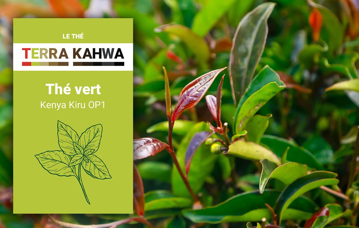 Thé vert du Kenya Kiru OP1 (200g)