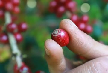 Café Sauvage TERRA KAHWA