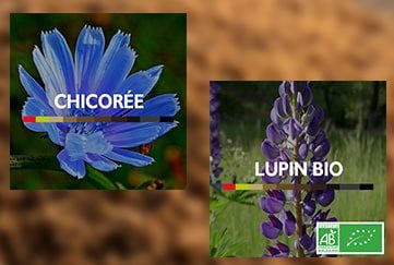 Chicorée & Lupin TERRA KAHWA
